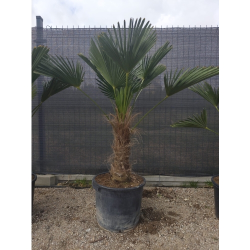 Trachycarpus Wagnerianus